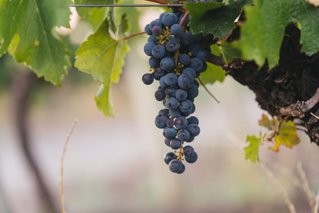 Viñedo y racimos de Cupra Gran Malbec, Valle de Uco