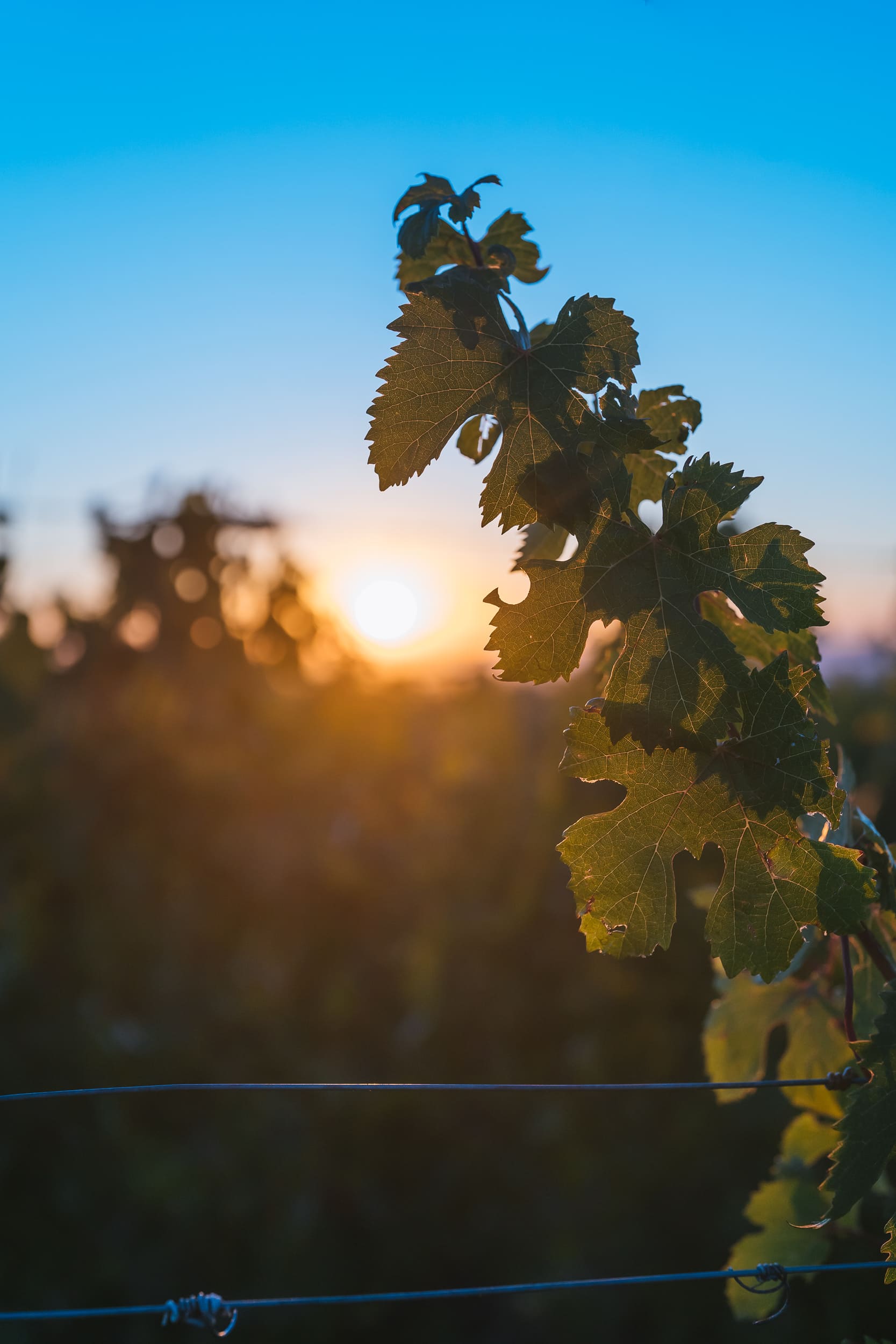 Racimos de uva Malbec en la vid