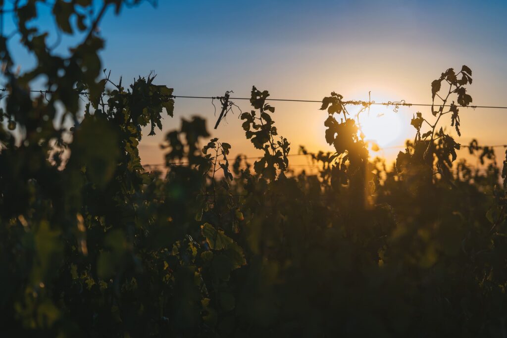 Viñedo y racimos de Cupra Gran Malbec, Valle de Uco
