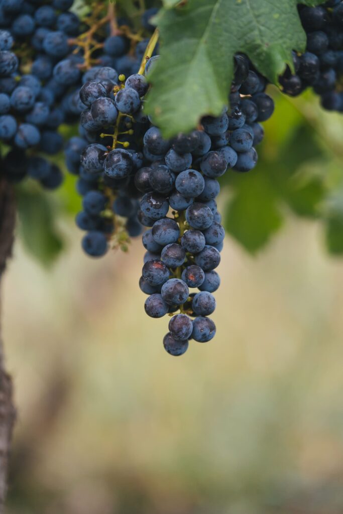 Viñedo y racimos de Cupra Gran Malbec, Valle de Uco