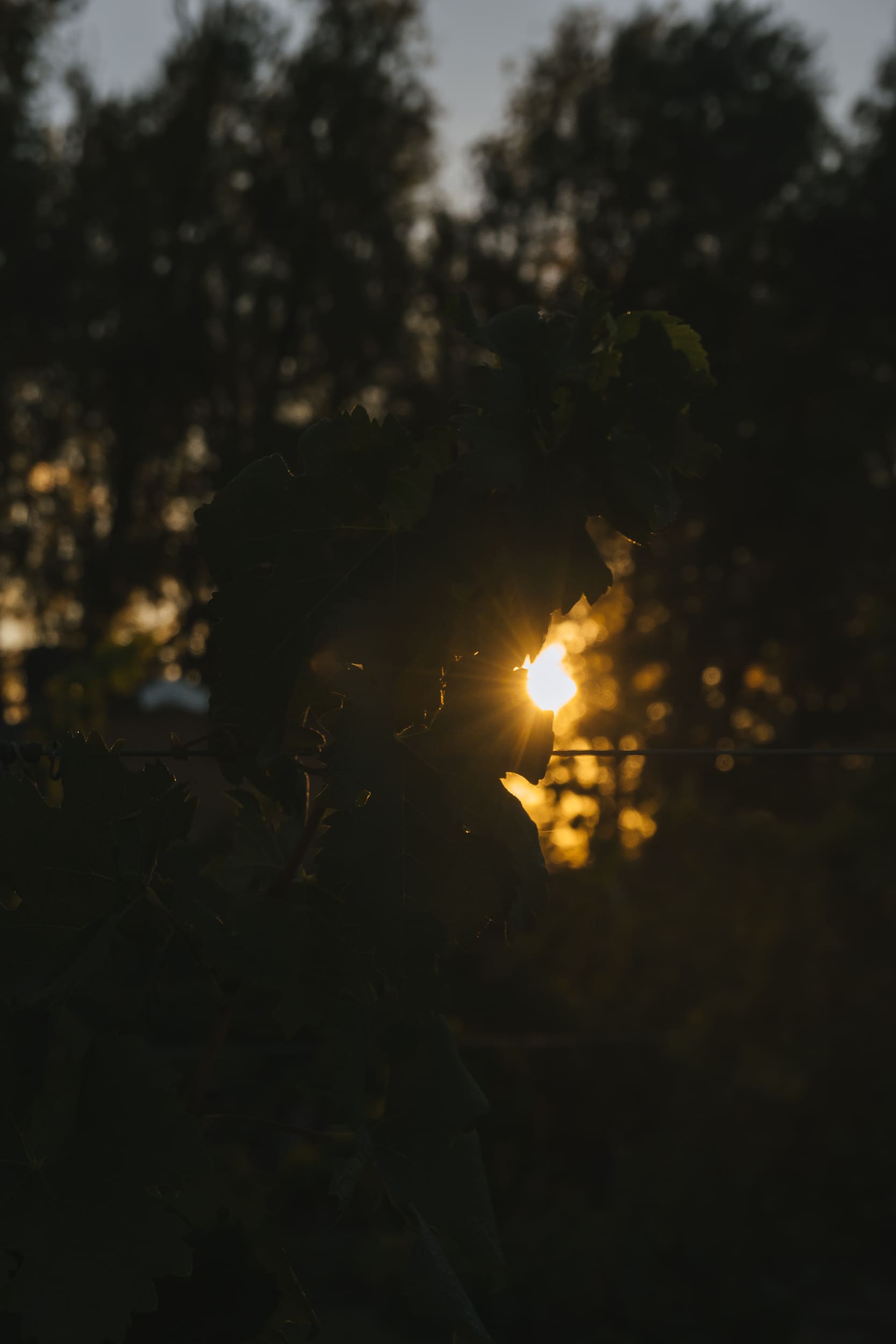 Vinedos de Cupra Wines al atardecer, Valle de Uco