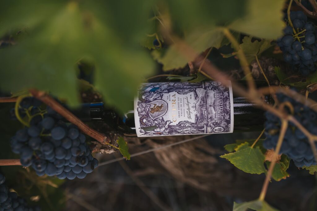 Viñedo y racimos de Cupra Gran Malbec, Valle de Uco