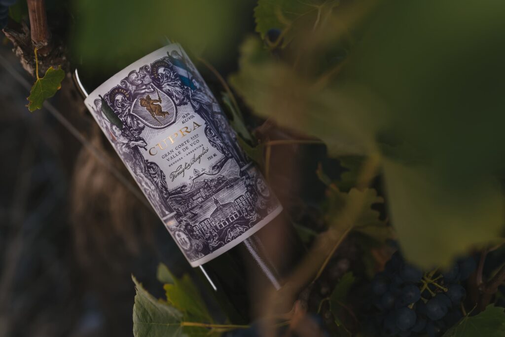 Viñedo y racimos de Cupra Gran Malbec, Valle de Uco